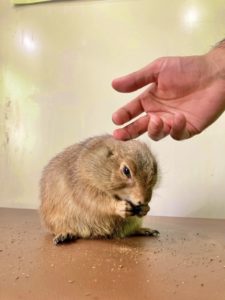 50代 一人暮らし 寂しい